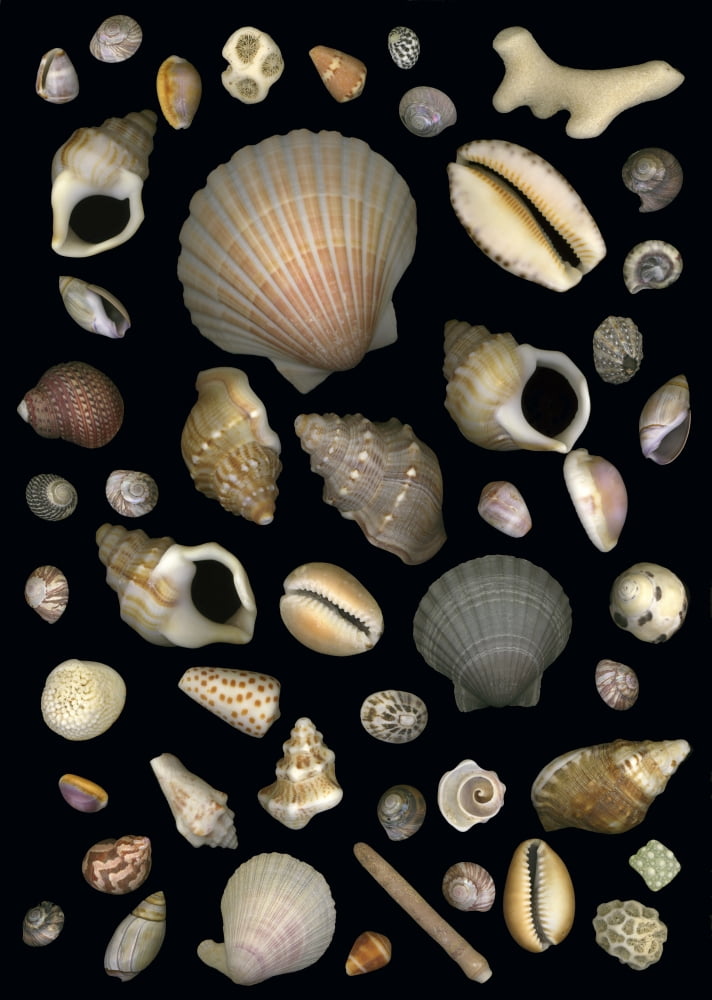 Various Sea Shells Canvas Art - Deddeda Design Pics (12 x 17)