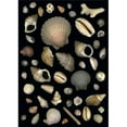 thumbnail image 1 of Various Sea Shells Poster Print, 1 of 2