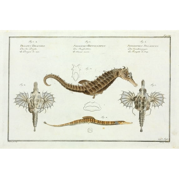 Various Seahorse Species By Marcus Bloch Poster Print By Mary Evans Natural History Museum (36 X 24)