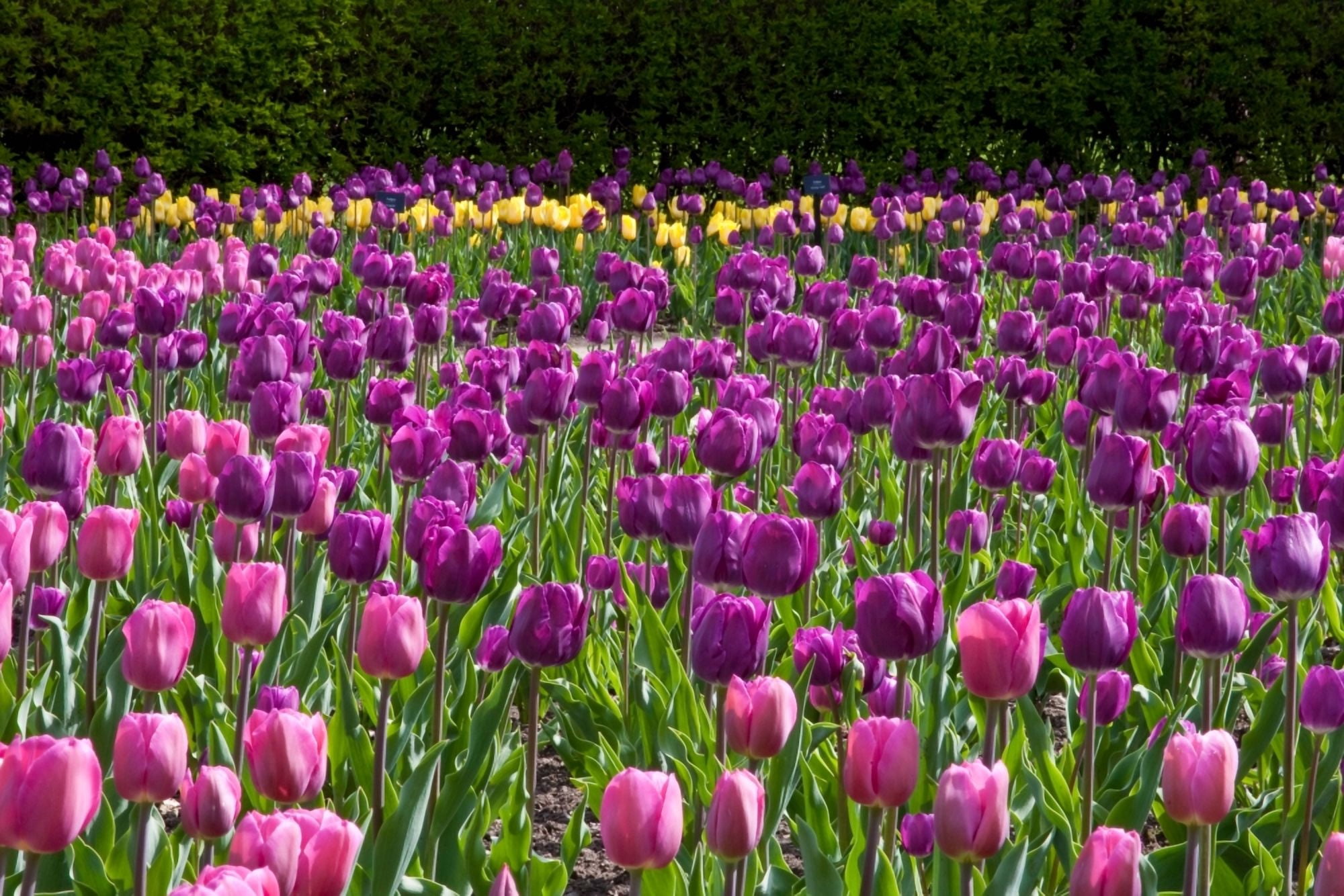 Various Tulip flowers in a garden Cantigny Park Wheaton Illinois USA Canvas Art - Panoramic Images (18 x 24)