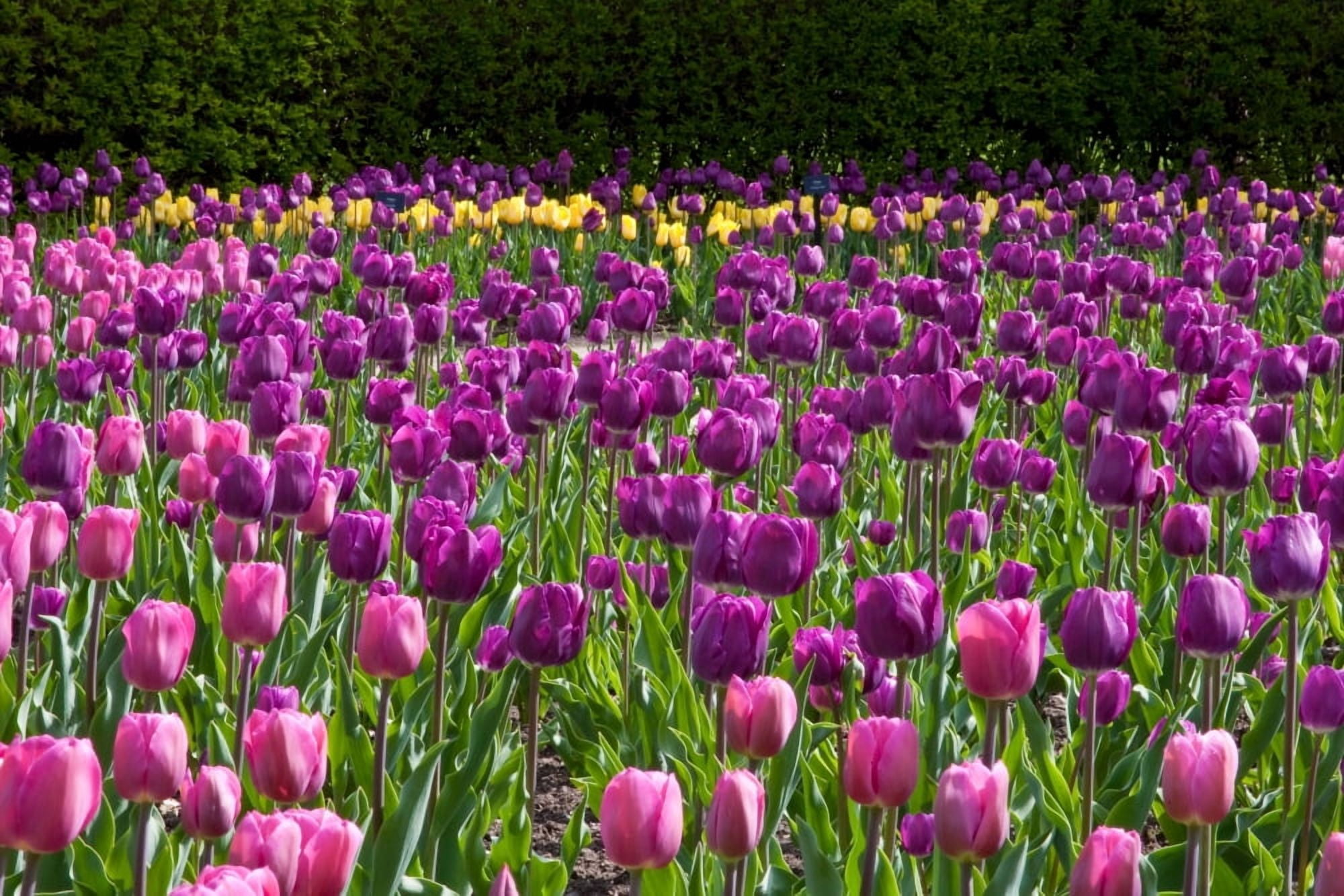 Various Tulip flowers in a garden Cantigny Park Wheaton Illinois USA Canvas Art - Panoramic Images (24 x 36)