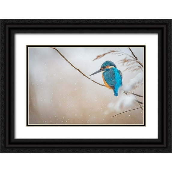 Vasilev, Yordan 14x11 Black Ornate Wood Framed with Double Matting Museum Art Print Titled - Common kingfisher