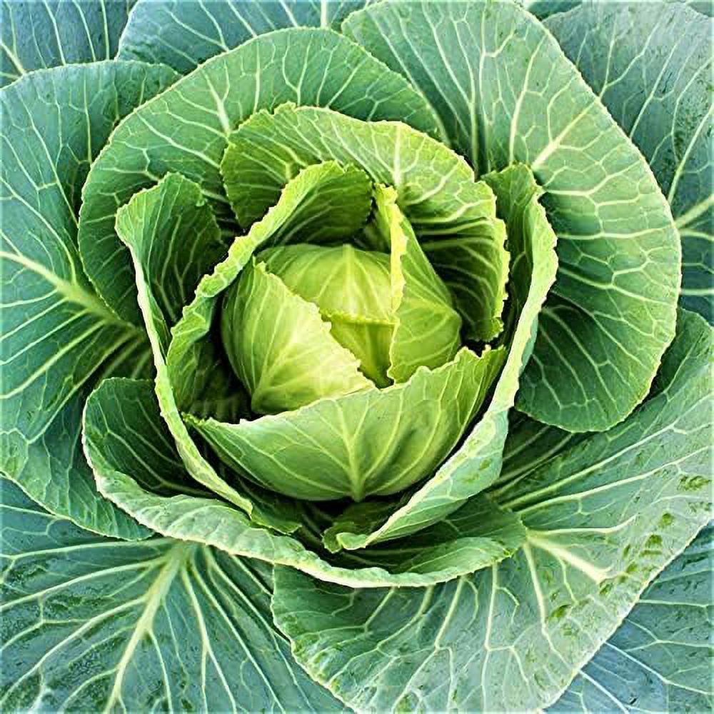 Vates Collard Green Seeds 100 Count Seed Pack a Popular NonHeading