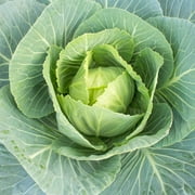 Vates Collards Seeds - 5 Gram Packet - Heirloom Microgreens & Collard Greens Vegetable Gardening Seeds - Slow Bolt, Frost Resistant