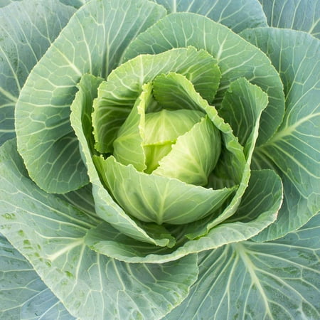 Vates Collards Seeds - 5 Gram Packet - Heirloom Microgreens & Collard Greens Vegetable Gardening Seeds - Slow Bolt, Frost Resistant