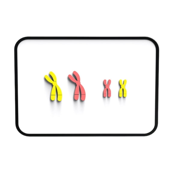 Vaveren Chromosome Changes Model Science Teaching Aids for School Student Red Yellow