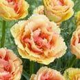 thumbnail image 1 of Vaya Con Dios Double Tulip Flower Bulbs - 10 Bulbs per Pack - Pleasantly Scented - Good as Cut Flowers - Easy to Grow Live Plants - Outdoor Garden, 1 of 5
