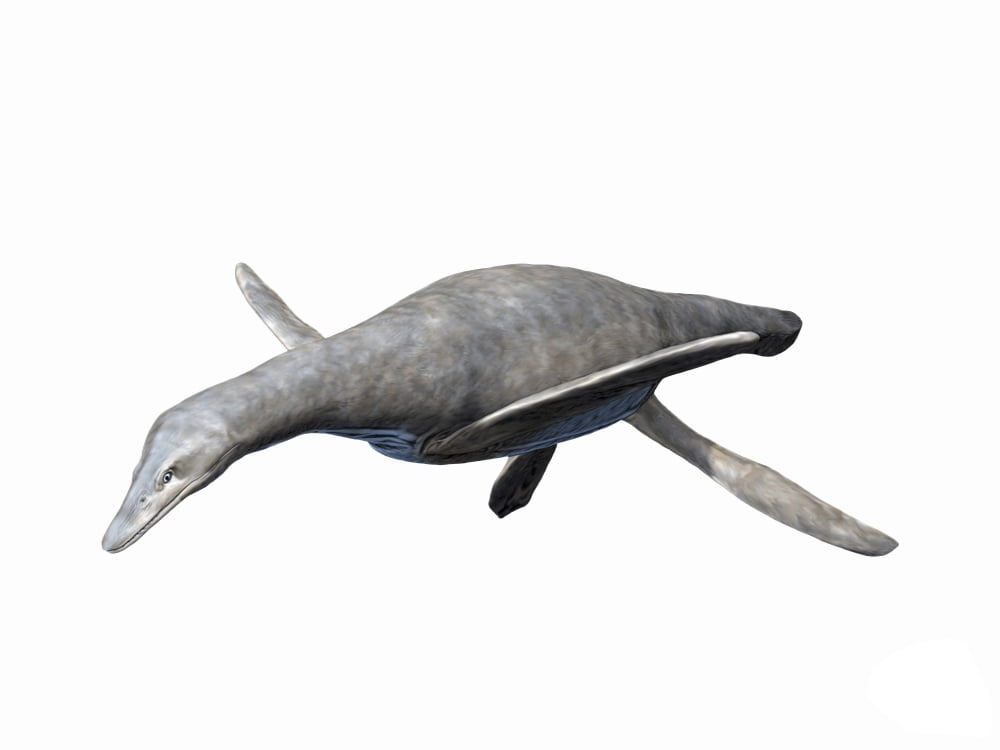 Vectocleidus pastorum Early Cretaceous of England Canvas Art - Nobumichi TamuraStocktrek Images (33 x 25)