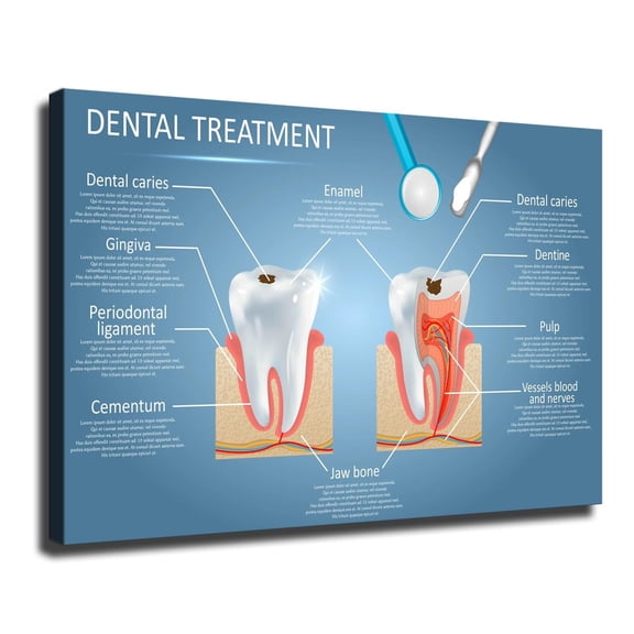 Vector Dental Anatomy and Tooth Structure Diagram Poster Modern Family Bedroom Office Background Wall Art HD Picture Canvas Printing Artwork Decor Posters