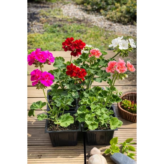 Vegas Garden Plants 4" Geranium Live Plants - 4 Pack Mixed Colors