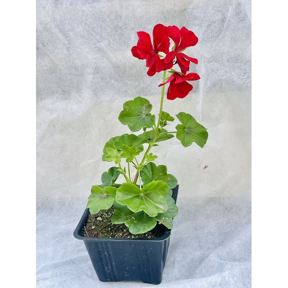 Vegas Garden Plants 4" Geranium Live Plants - 4 Pack Mixed Colors