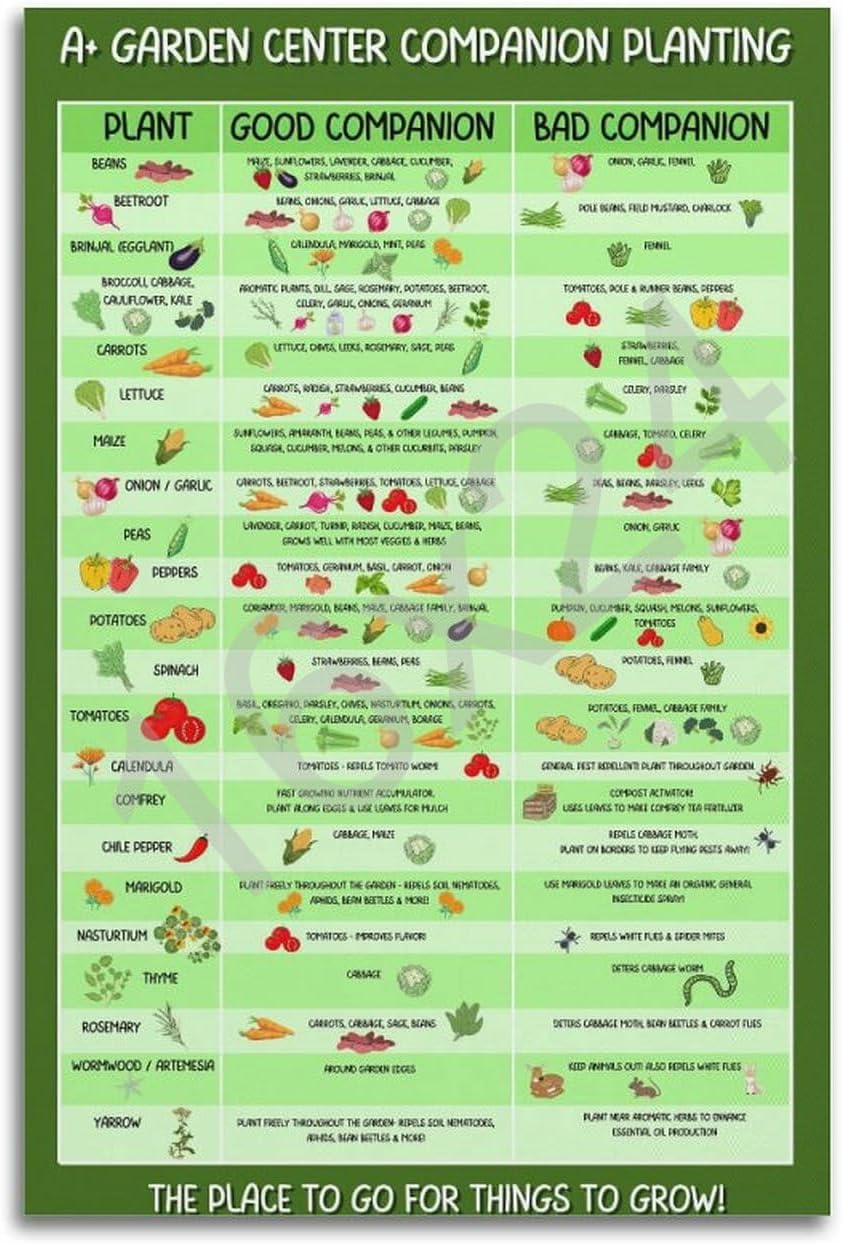 Vegetable Companion Planting Guide Poster Garden Poster Vegetable Vegetable companion planting guide poster garden poster vegetable