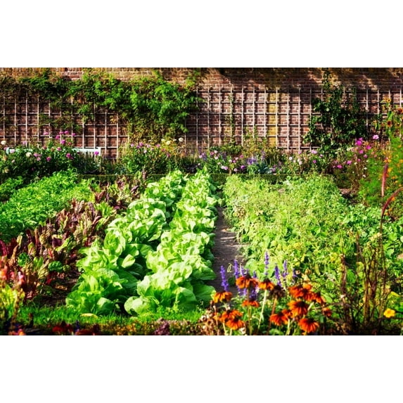 CZ Grain Brussel Sprouts Broccoli Cauliflower Tomato Carrot Plant Seeds, Healthy Seeds