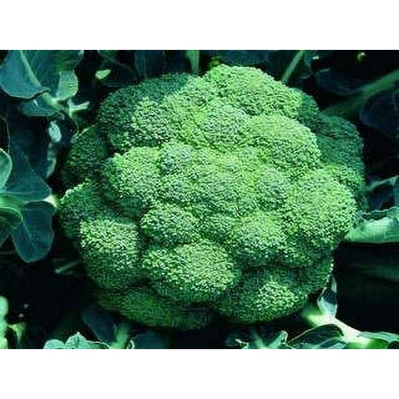 Vegetable Garden Seeds for Planting - Grow Heirloom Vegetables (Waltham Broccoli)