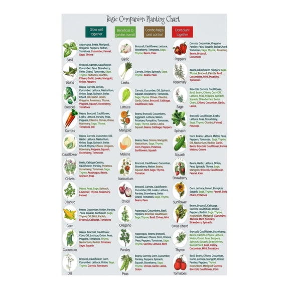 Companion Planting Chart Poster Laminated Vegetable and Herb Guide for Organic Gardening What to Plant Together Kitchen Garden Wall Art