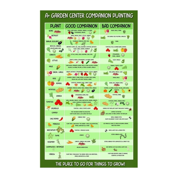 Vegetable Pairing Guide Companion Planting Chart Organic Gardening Healthy Crops Educational Wall Art for Kitchen and Garden