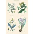thumbnail image 1 of Vegetable Poisons. Common hemlock, Henbane, Strong Scented Lettuce, Meadow Saffron Poster Print by William  Rhind (24 x 36), 1 of 1