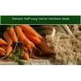 thumbnail image 1 of Vegetable SEEDS -Danvers Half Long Carrot -500 Heirloom Seeds -Quality Vegetable -Sweet Crunchy --Garden  SEED Pack, 1 of 5