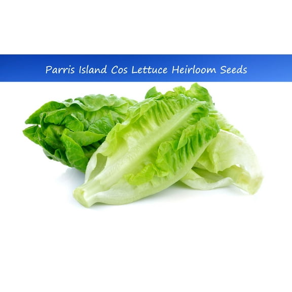 Vegetable SEEDS - - Parris Island Cos Lettuce 250 Seed Pack -Heirloom Romaine Type - Uniform heads- Excellent for salads = Serendipity Seeds
