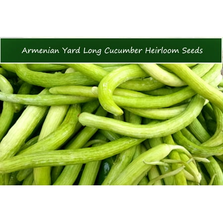 Vegetable Seeds -Armenian Yard Long Slicing Cucumber-20 Seeds- Yard Long Fruit -Sweet Flavor- Solid Crunchy- Seed Pack