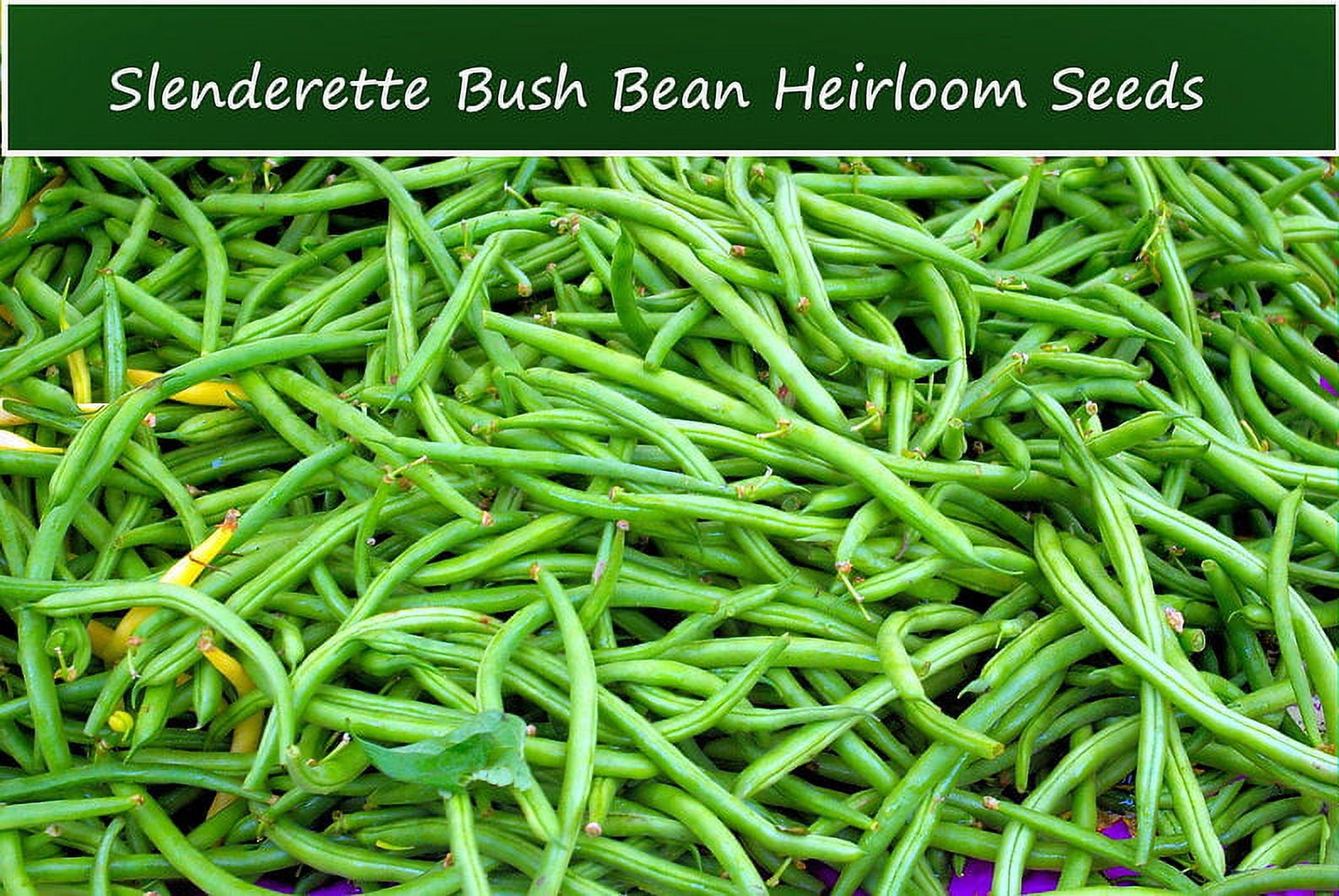 Vegetable Seeds- Bean-Slenderette Bush Bean- 100 seeds - 5-6 inch pods ...