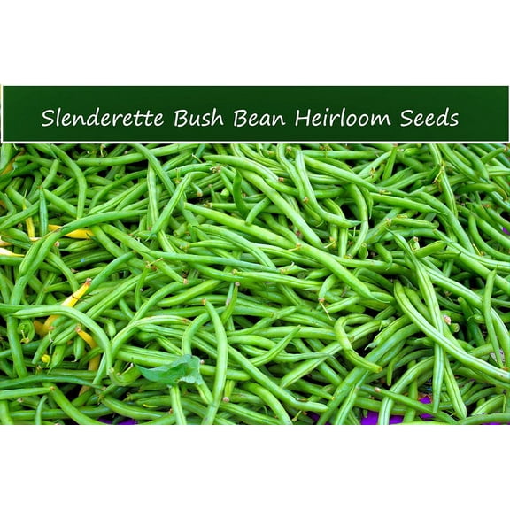 Vegetable Seeds- Bean-Slenderette Bush Bean- 100 seeds - 5-6 inch pods No Staking! High Yields- Long- Crisp- Tasty -Fresh -Canned or Frozen