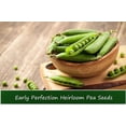 thumbnail image 1 of Vegetable Seeds -Early Perfection Sweet Shelling Pea--250 Seeds -Heirloom-Natural Vegetable Seed, 1 of 3