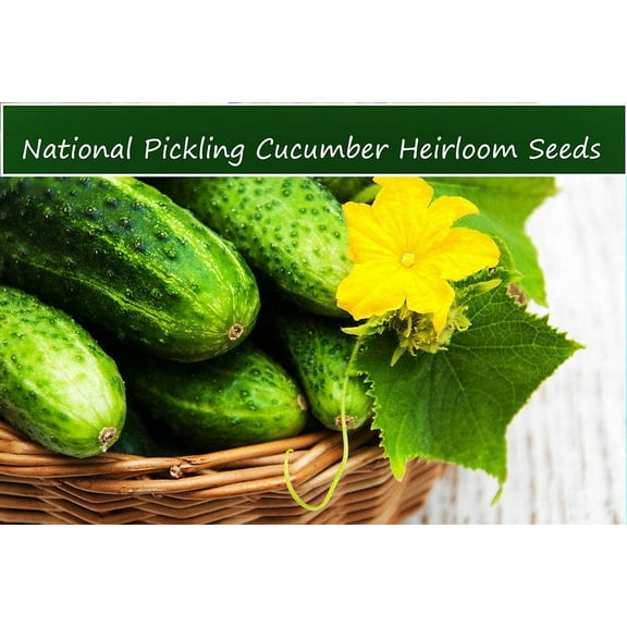 Vegetable Seeds - National Pickling Cucumber- 20 Heirloom seeds -All Natural - Flavorful 7" Fruit