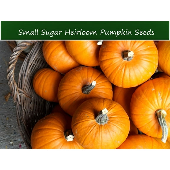 Vegetable Seeds-Small Sugar Pumpkin -20 Seeds -Perfect Pie Fruit- Dependable Heirloom- Seed Pack