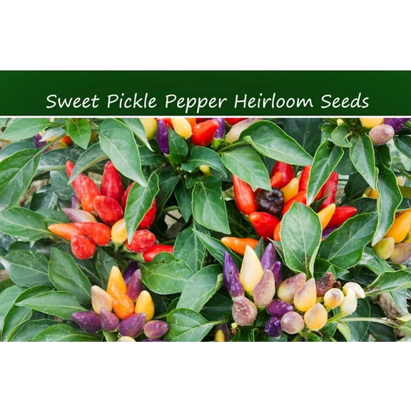 Vegetable Seeds -Sweet Pickle Pepper - 10 Seed Pack -All Natural Heirloom --Pretty Decorative Rainbow Colorful Fruit= -= Serendipity Seeds