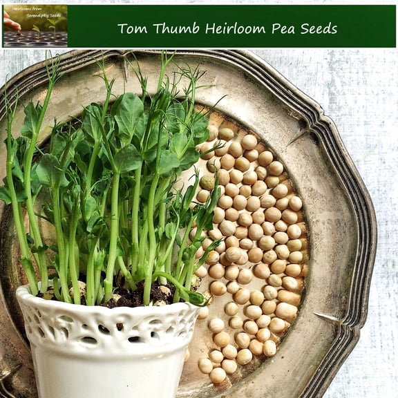 Vegetable Seeds - Tom Thumb Pea 25 Seeds -Sweet Round Pods Small for Containers All Year Gardening  All Natural-  Dwarf Pea