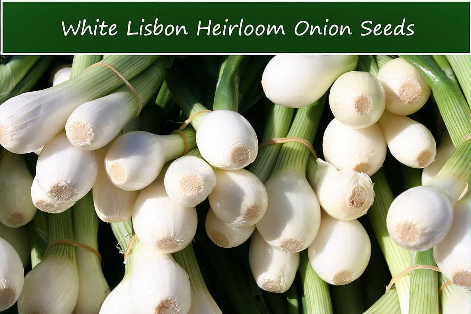 Vegetable Seeds White Lisbon Bunching Onion 50 SeedsTasty Pearl