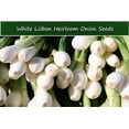 thumbnail image 1 of Vegetable Seeds- White Lisbon  Bunching Onion -50 Seeds-Tasty Pearl-White-Delicate Onion Flavor -All Natural -Thrives in Heat or Cold, 1 of 3