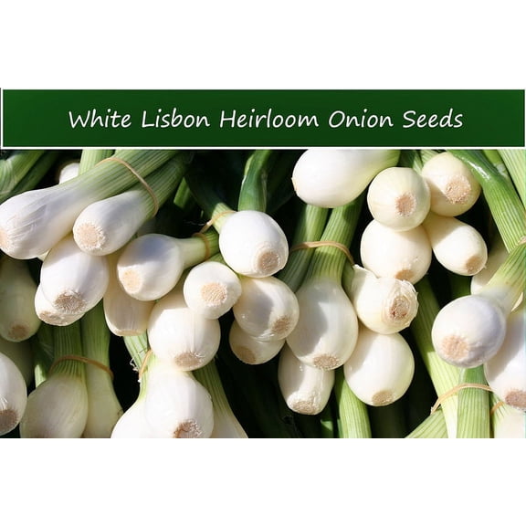 Vegetable Seeds- White Lisbon  Bunching Onion -50 Seeds-Tasty Pearl-White-Delicate Onion Flavor -All Natural -Thrives in Heat or Cold