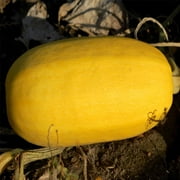 Vegetable Spaghetti Winter Squash Garden Seeds - 1 Oz - Organic, Heirloom, Non-GMO - Vegetable Gardening Seed