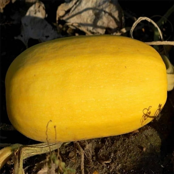 Spaghetti Winter Squash Seeds - 4 oz Packet - Organic, Heirloom, Non-GMO, Full Sun - Cucurbita pepo - Vegetable Gardening
