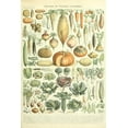 thumbnail image 1 of Vegetables, A, Vintage Bookplate, Adolphe Millot Artwork (12x18 Wall Art Poster, Room Decor), 1 of 3