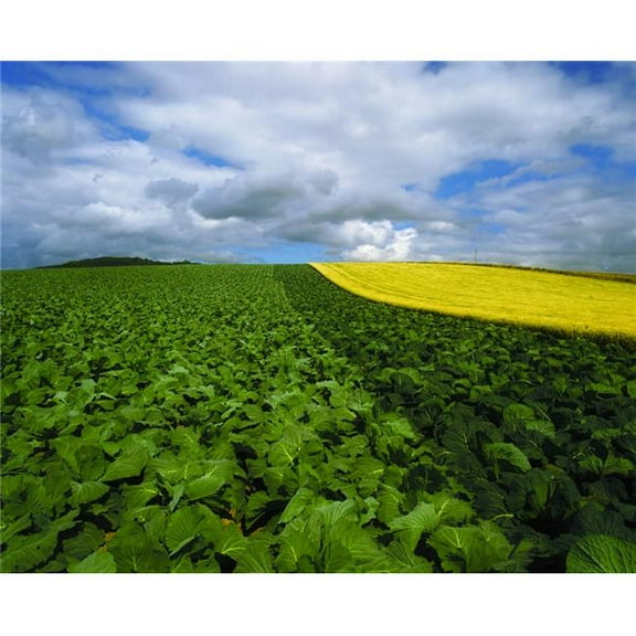 Vegetables Cabbages Poster Print by The Irish Image Collection - 34 x 26 - Large