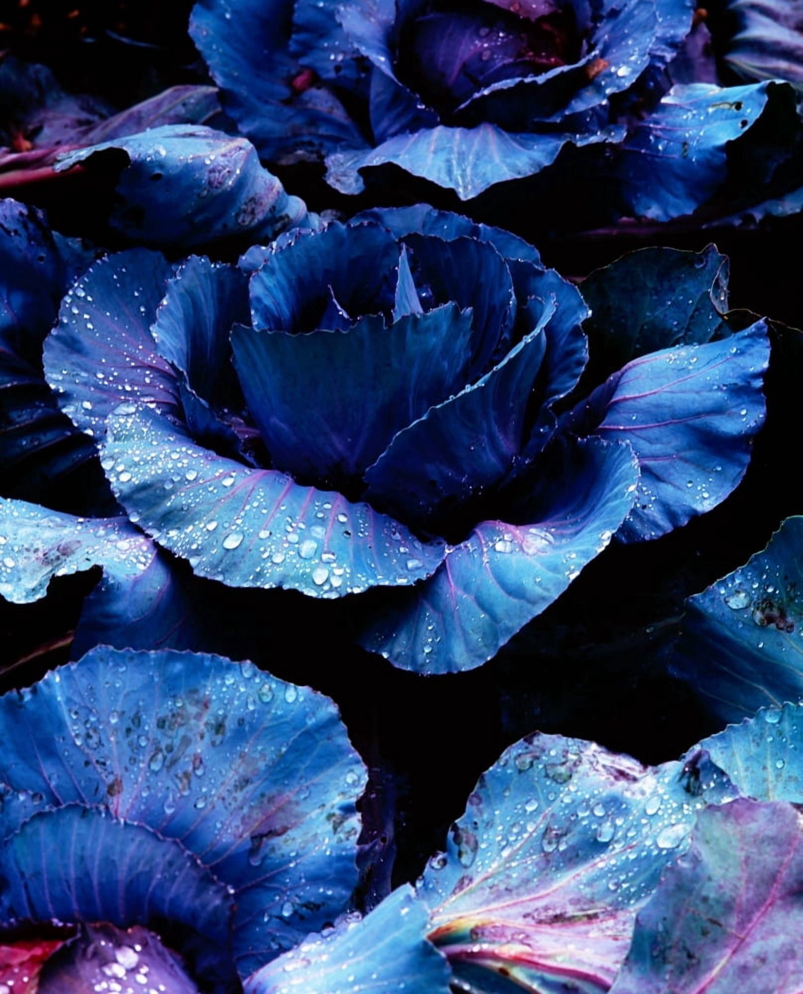 Vegetables Red Cabbage Canvas Art - The Irish Image Collection Design Pics (13 x 17)