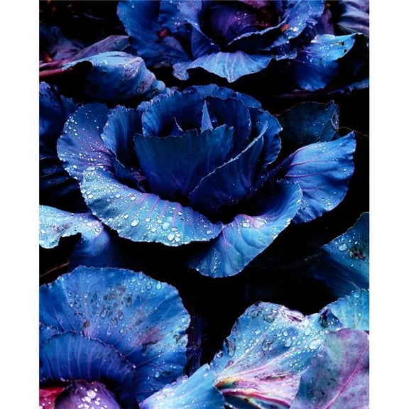 Vegetables Red Cabbage Poster Print by The Irish Image Collection - 26 x 34 - Large