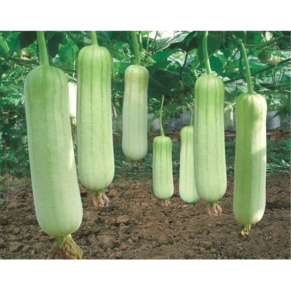 Vegetables Seeds Garden Plants Luffa cylindrica Loofah Seeds 20+ Pcs