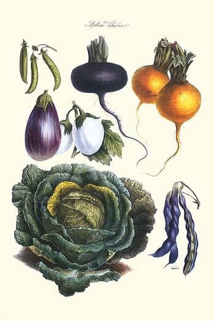 Vegetables; eggplant, beans, cabbage, turnips. Illustration from a