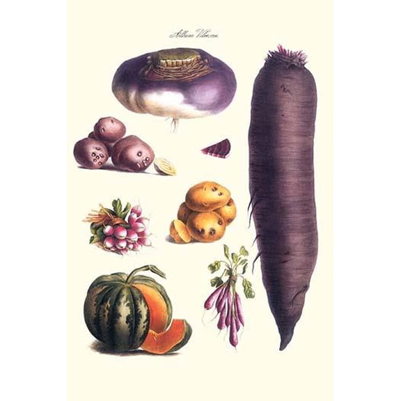 Vegetables; melon, potato, carrot, purple, raddish,-Fine Art Canvas Print (20" x 30")