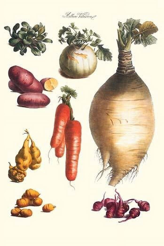 Vegetables; onion, potato, carrot, roots, tubers. Illustration from a famous French seed catalog
