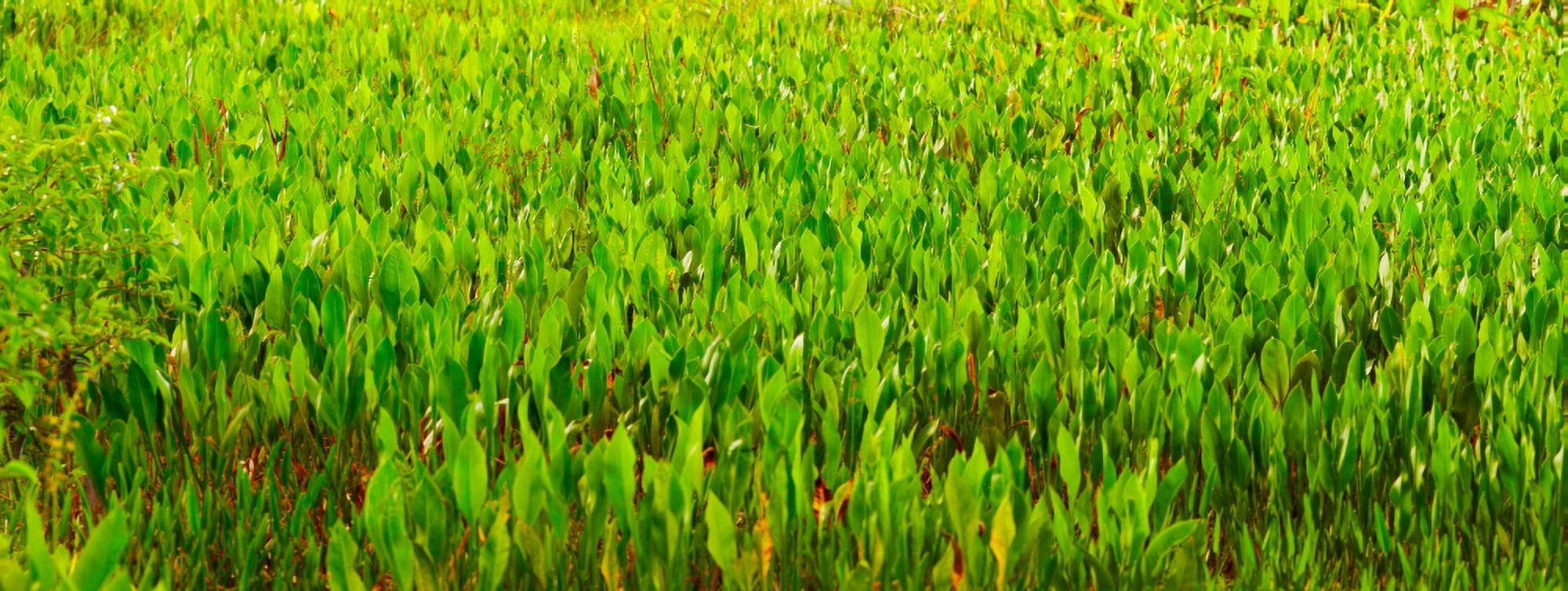 Vegetation Boynton Beach Florida USA Canvas Art - Panoramic Images (27 x 9)