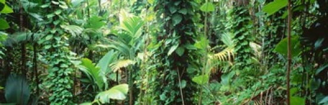 Vegetation Seychelles Canvas Art - Panoramic Images (18 x 6)