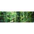 thumbnail image 1 of Vegetation Seychelles Poster Print by  - 36 x 12, 1 of 1