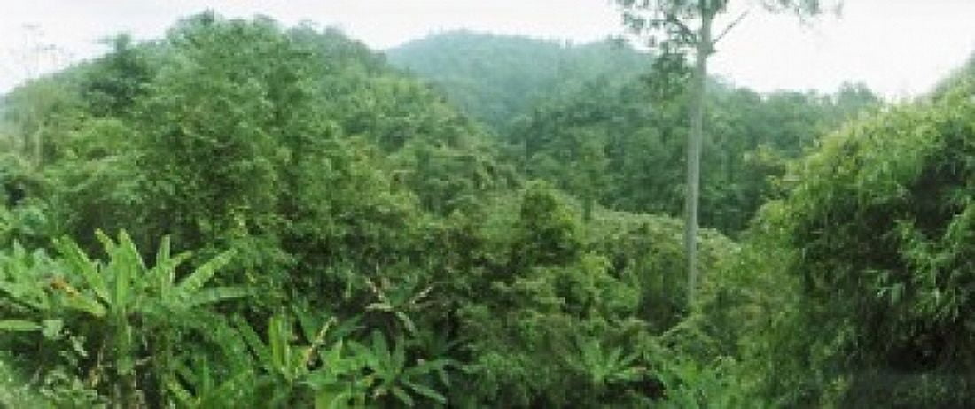 Vegetation in a forest Chiang Mai Province Thailand Canvas Art - Panoramic Images (15 x 6)