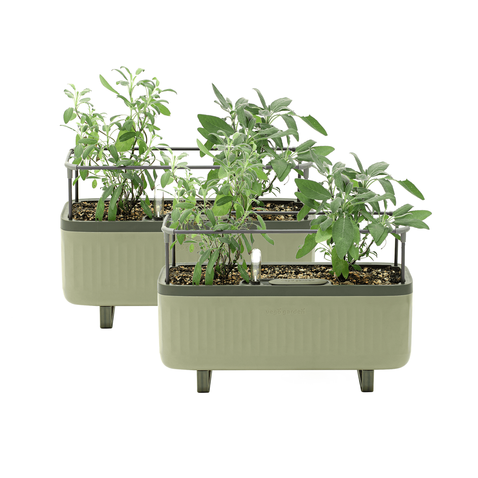 indoor philodendron plant Philodendron Imperial Green main image 0