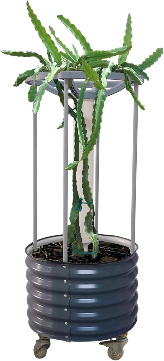 acer bonsai tree Japanese Maple Seeds